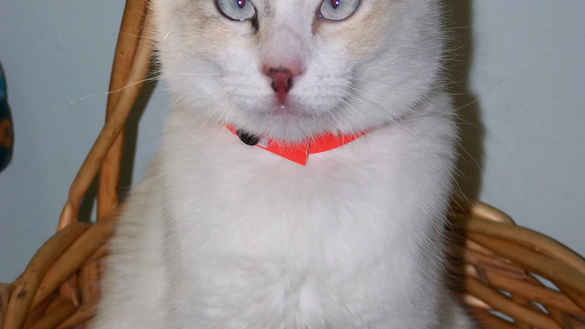 Adopt A Cat