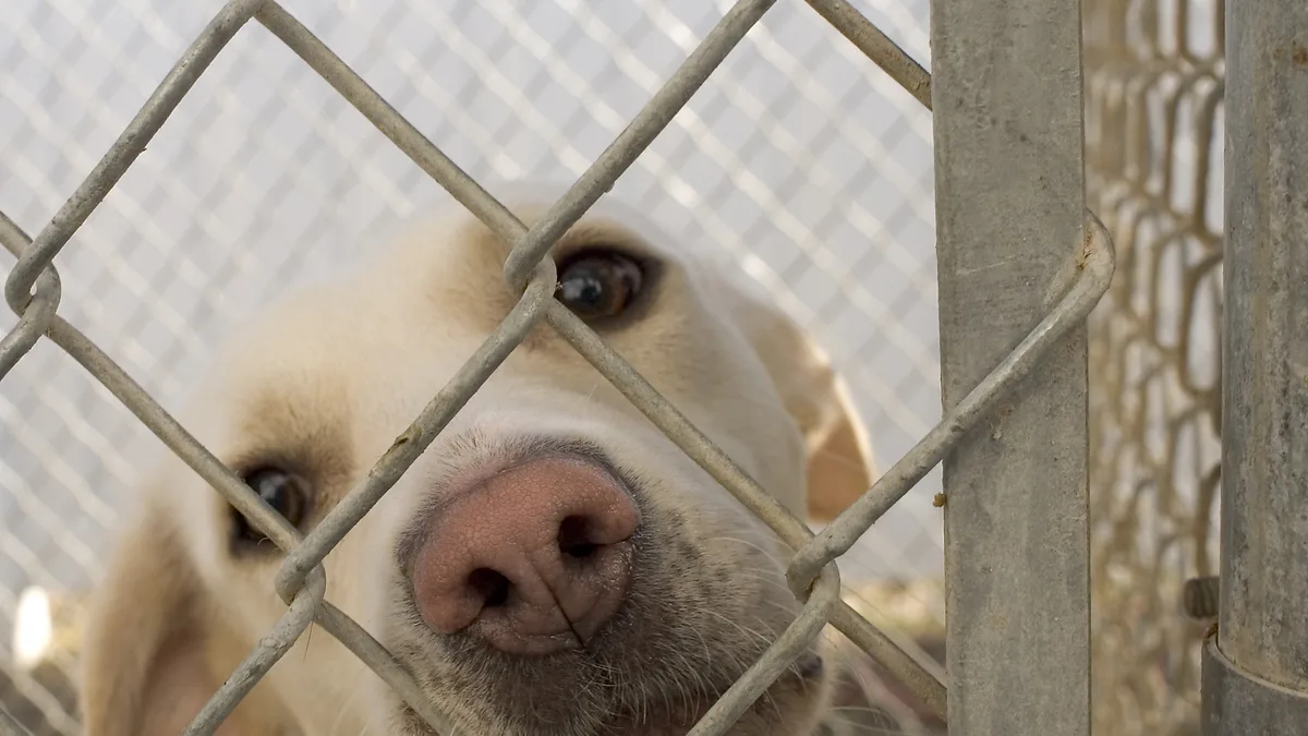 Adopt A Dog