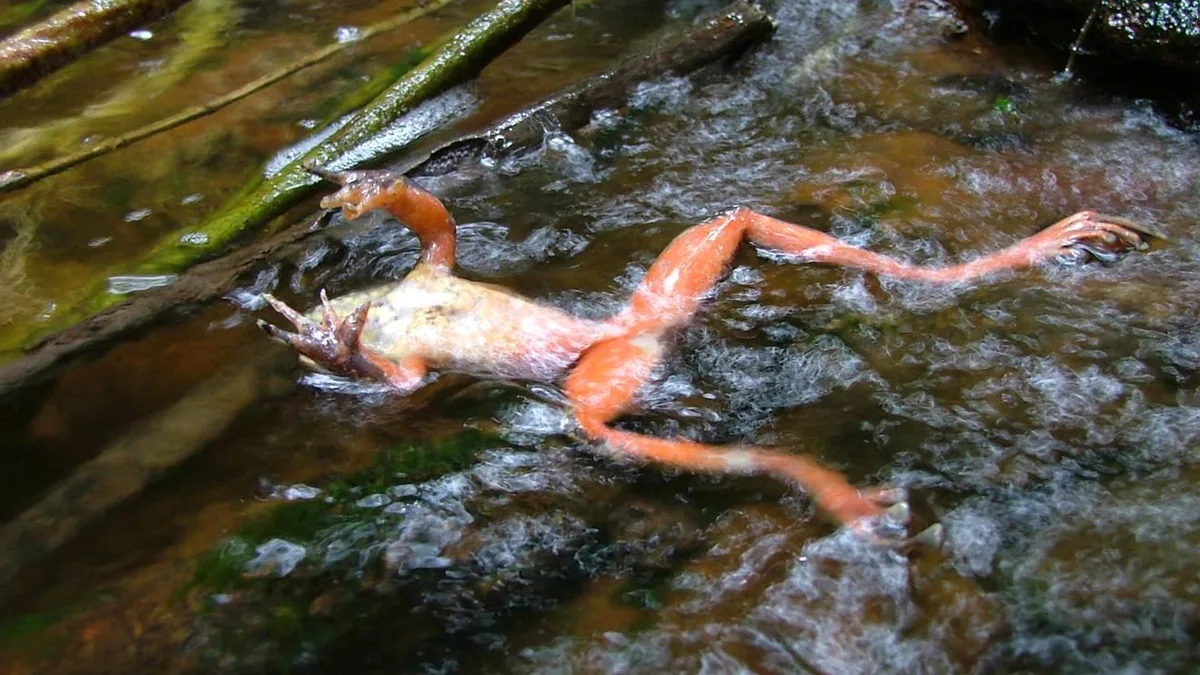 Amphibians And Chytrid Fungus